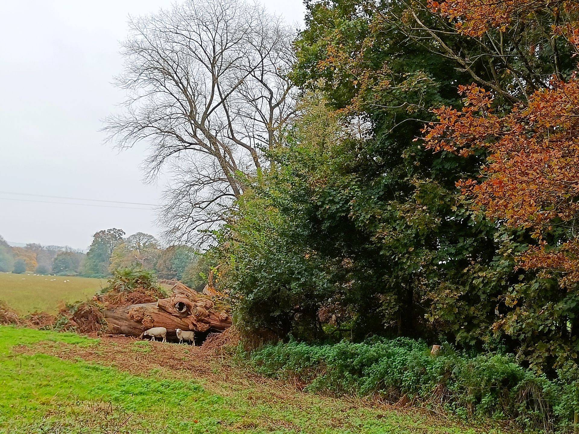 Near Shackleford